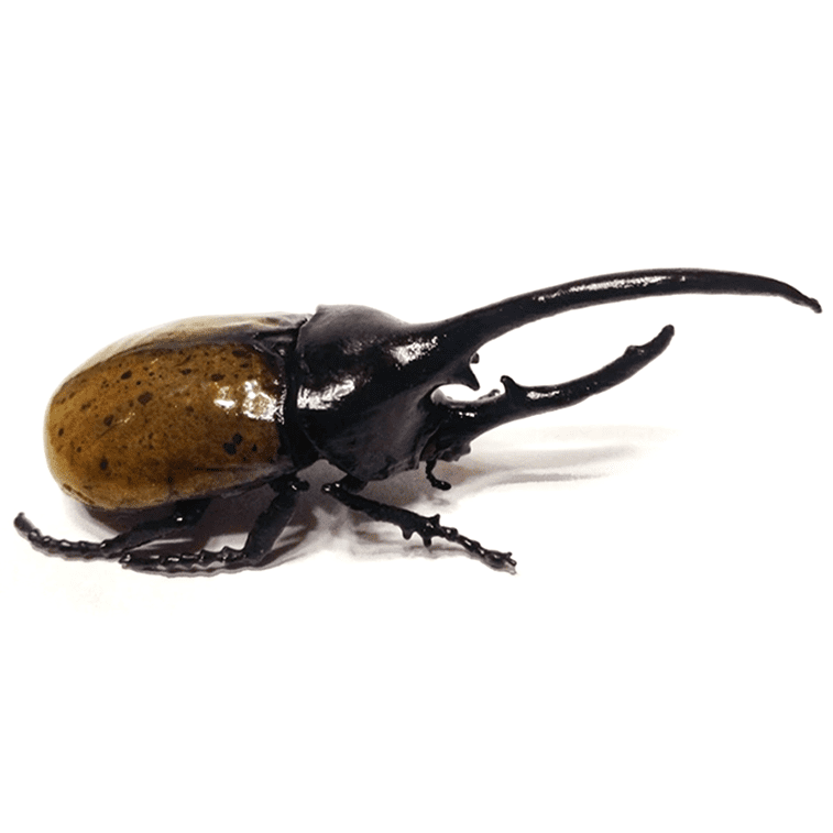 Hand painted, 3D printed, Hercules Beetle model