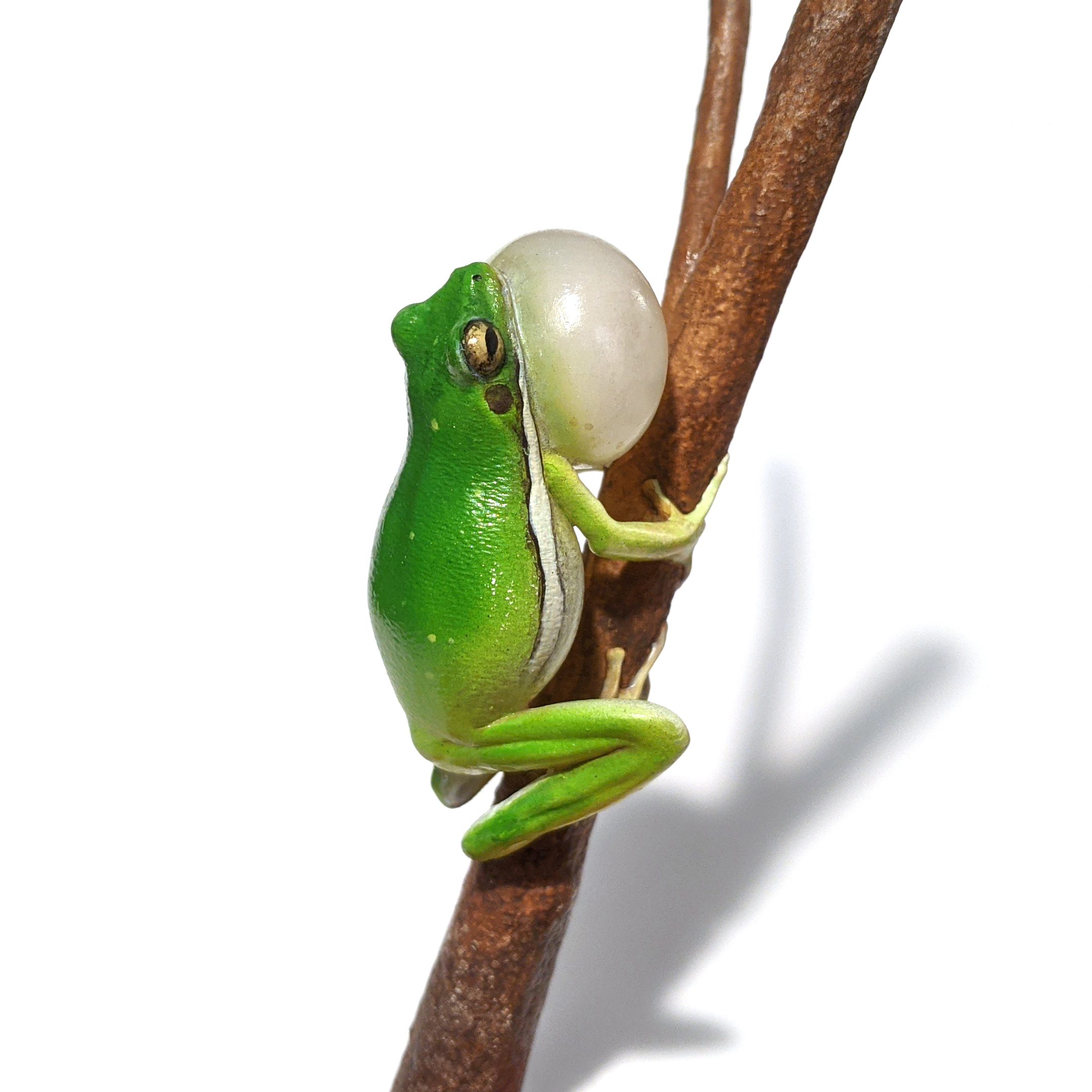 American Green Tree Frog (Dryophytes cinereus) on a Twig Model