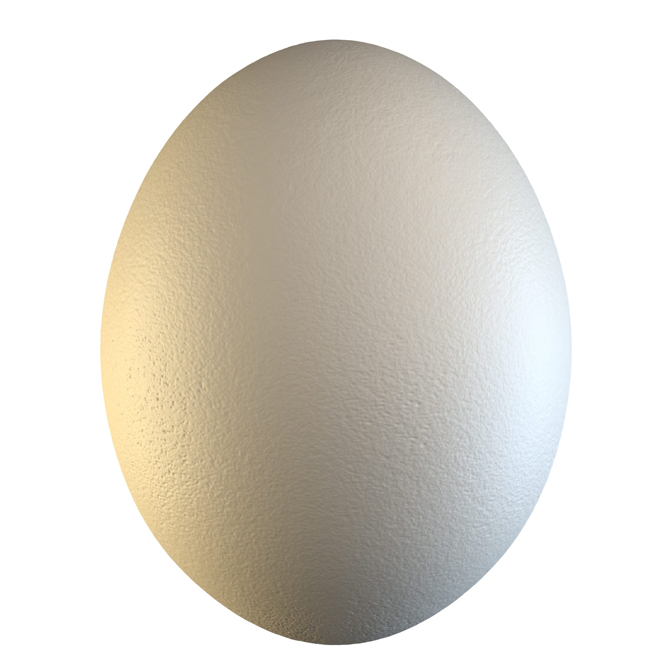 Elephant Bird Egg