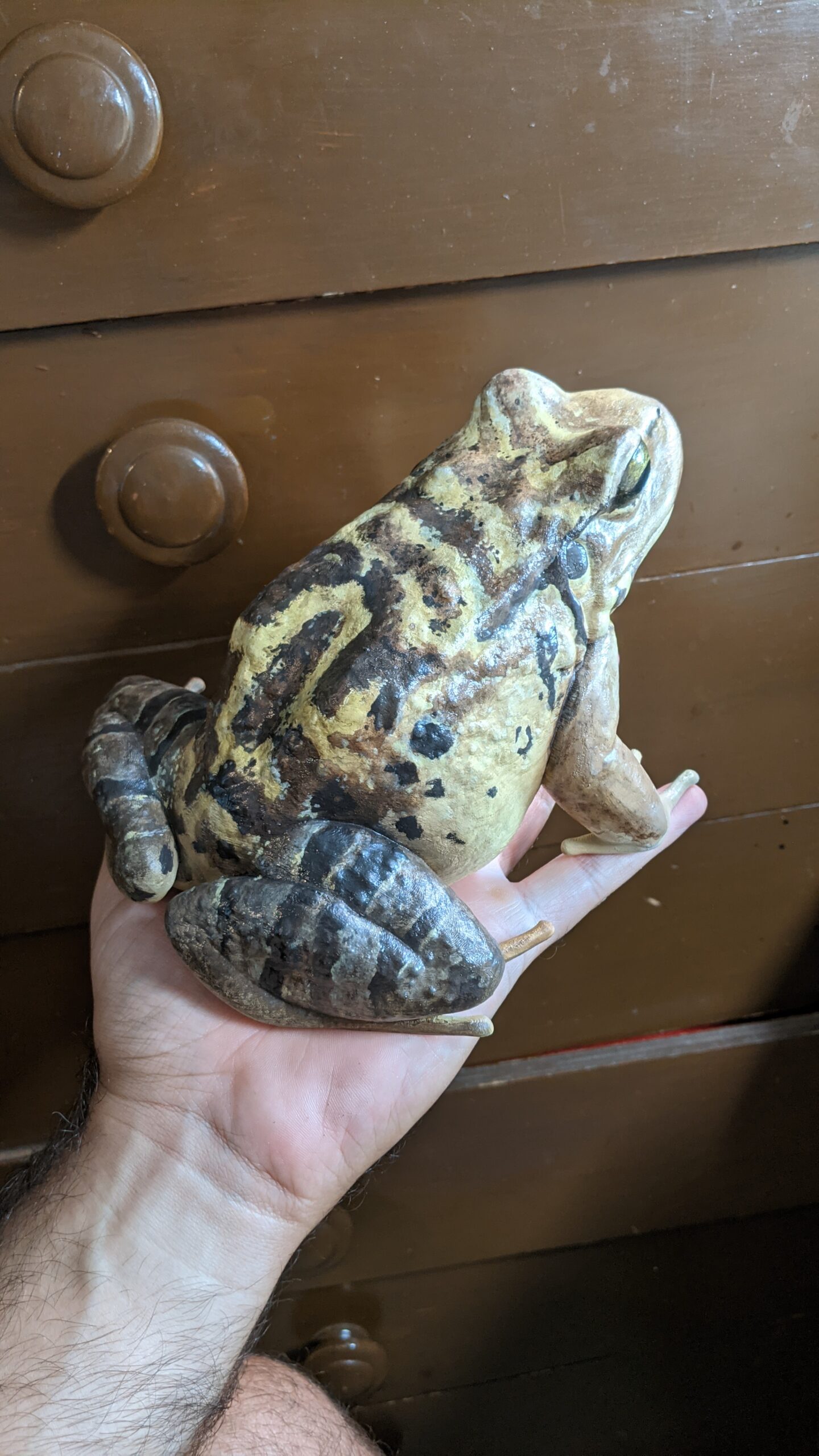 3D printed and painted Mountain Chicken Frog in a hand.