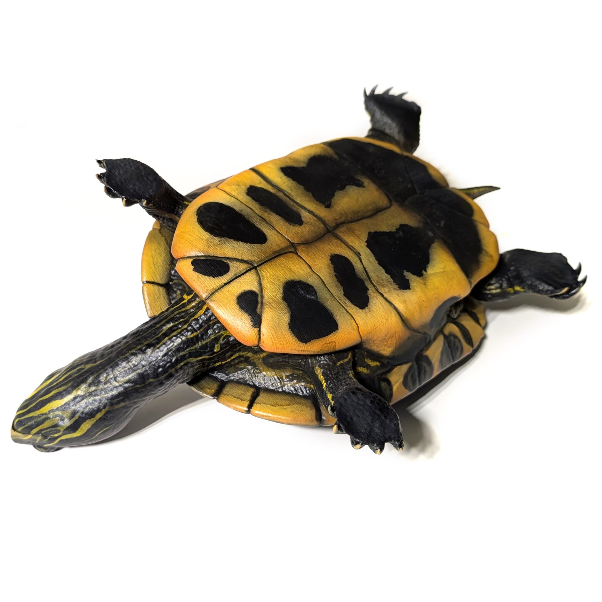 Female Red-eared Slider (Trachemys scripta elegans) - Savi Made