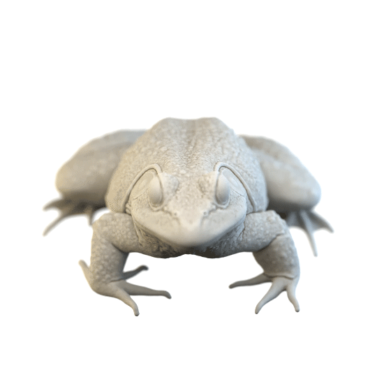A detailed, realistic model of a frog in a neutral pose, showcasing its features.