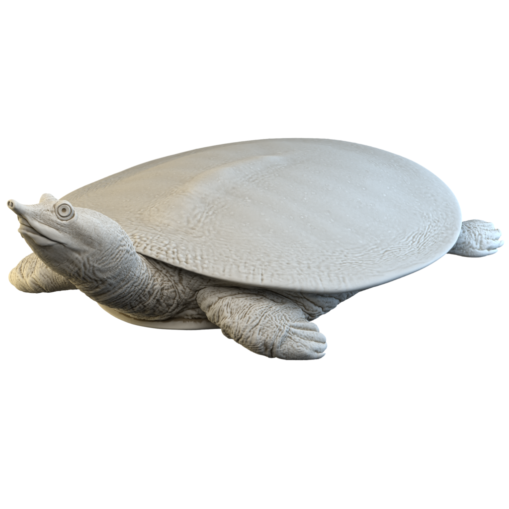 Spiny Softshell Turtle (Apalone spinifera) - Savi Made