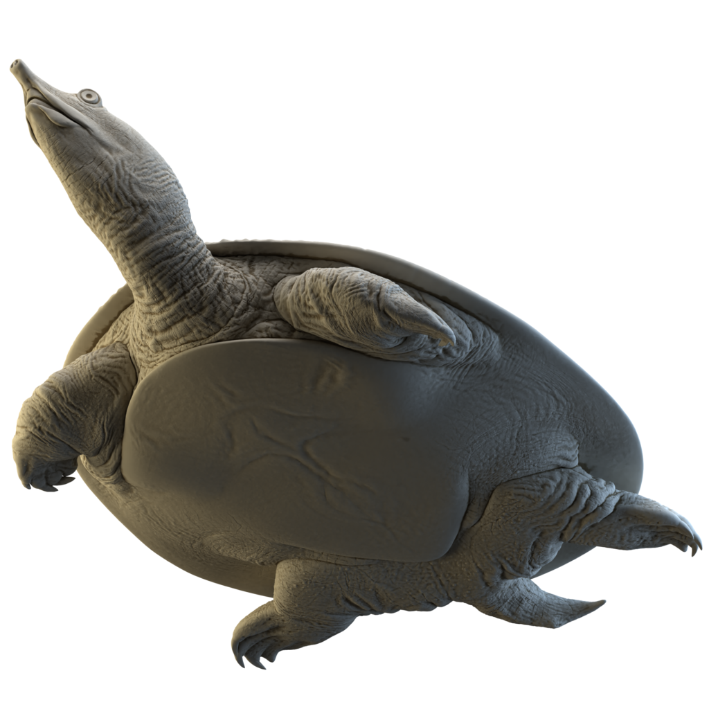 Spiny Softshell Turtle (Apalone spinifera) - Savi Made
