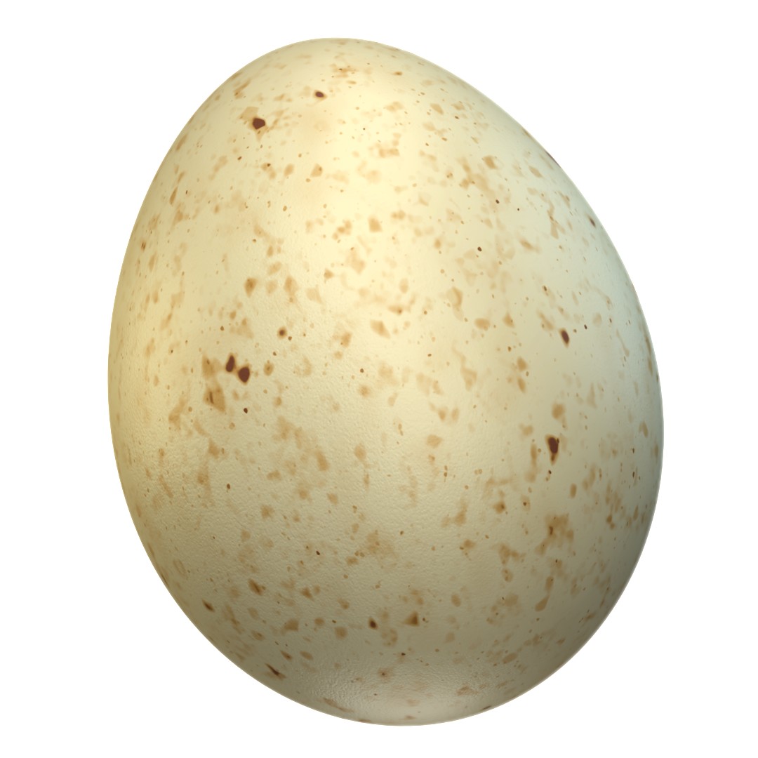 Cooper’s Hawk Egg (Accipiter cooperii) 3D-printable files