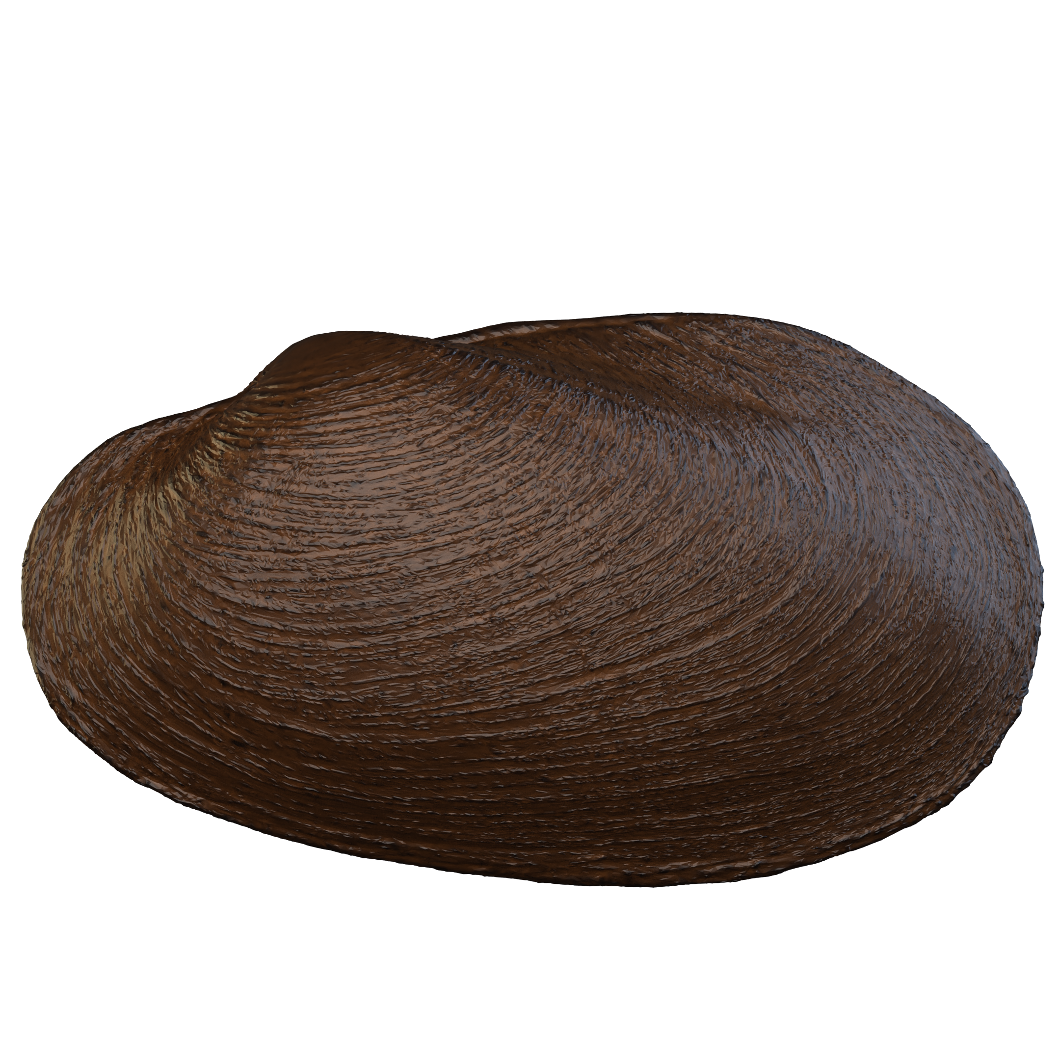 Lilliput mussel (Toxolasma parvum) 3D-printable files