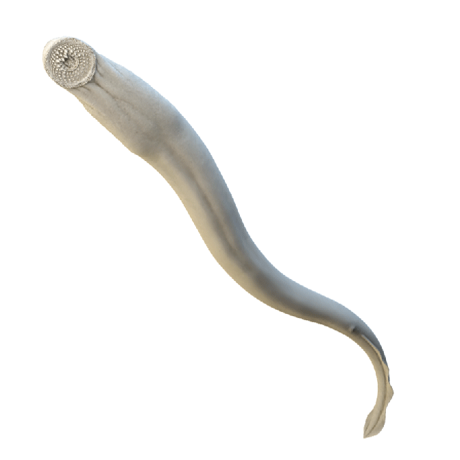 Sea Lamprey Animated Roll A 3D rendered animation of a Sea Lamprey rotating