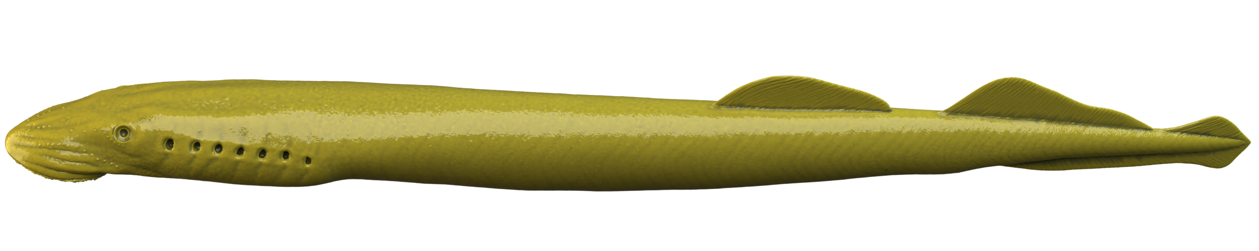 A 3D illustration of a Sea Lamprey