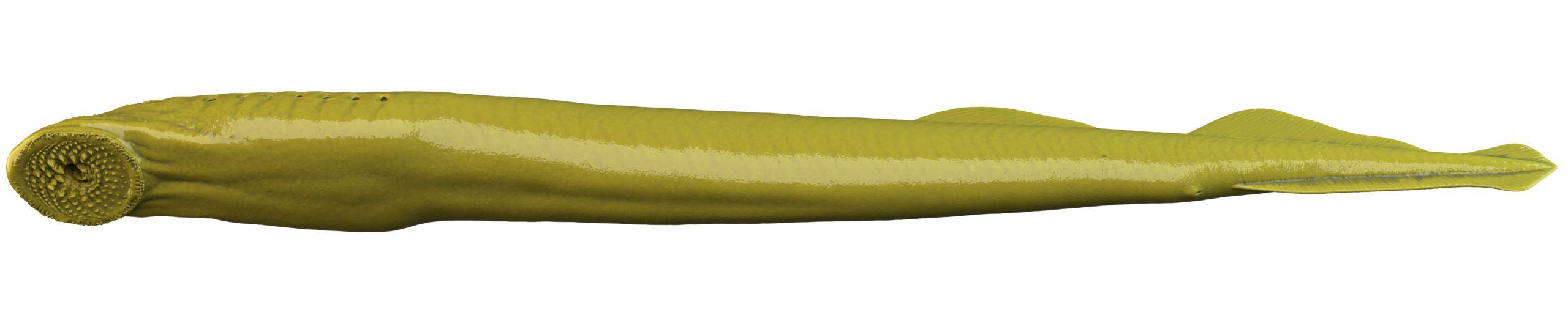 A 3D illustration of the underside of a Sea Lamprey