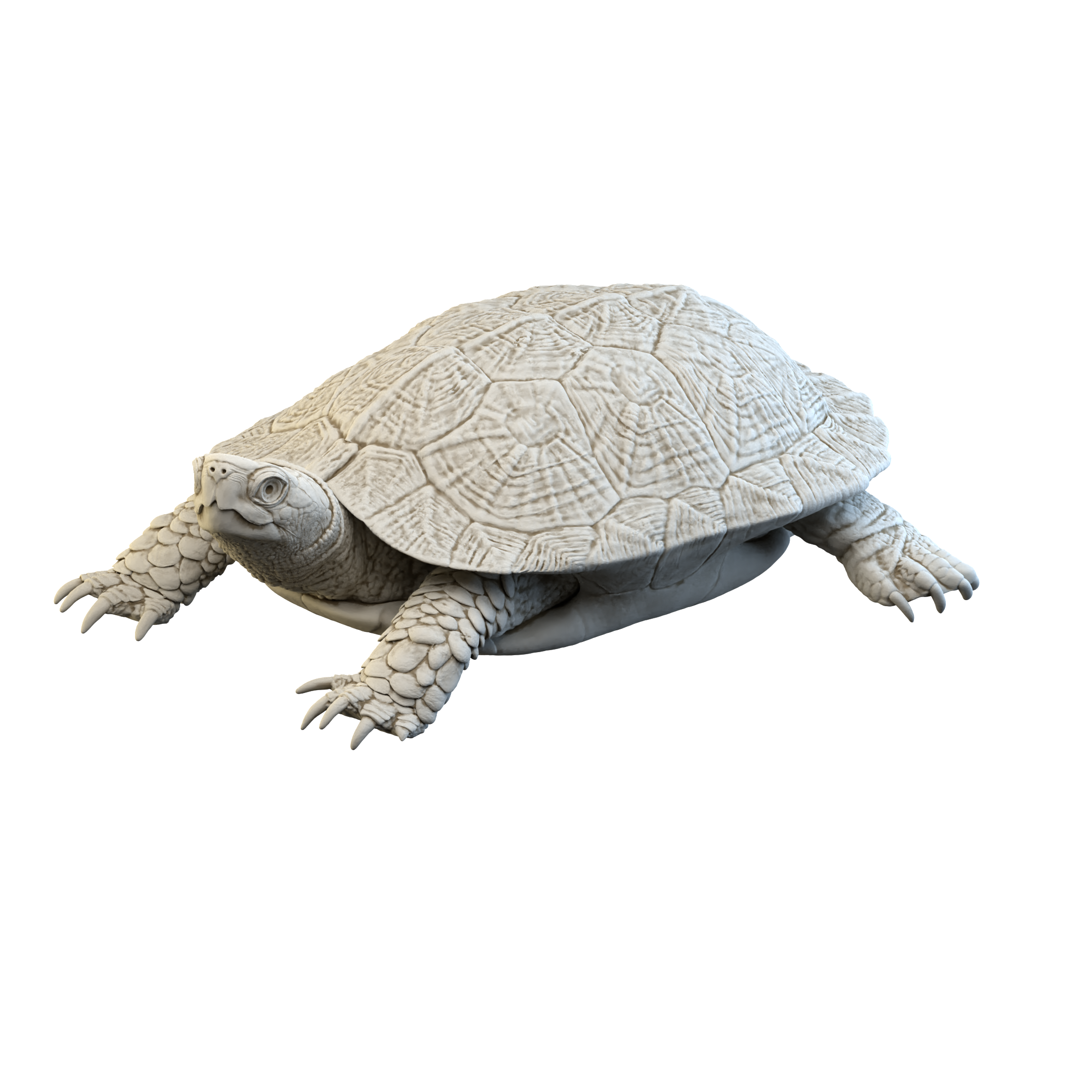 Wood Turtle (Glyptemys insculpta) 3D-printable files