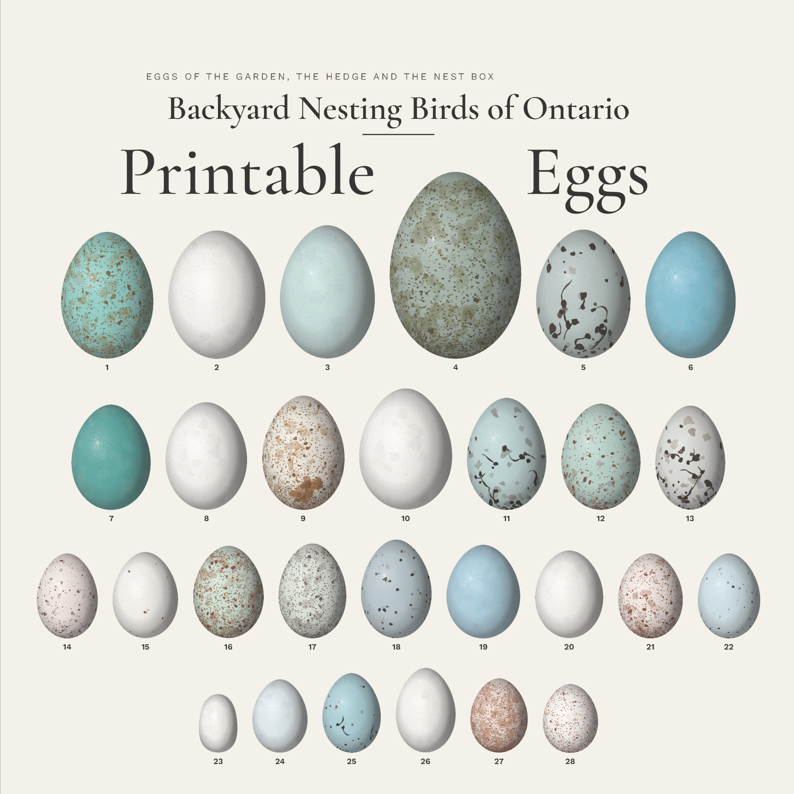Backyard Nesting Birds of Ontario: 28 Life-Size Egg STL Files + Digital Display Posters