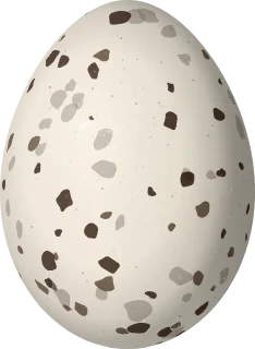 Alder Flycatcher egg, 18.5 × 13.5 mm