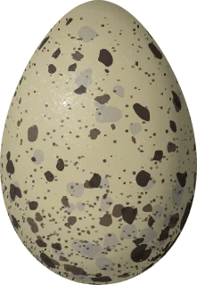 Illustration of an Aleutian Tern (Onychoprion aleuticus) egg, 42 × 29 mm