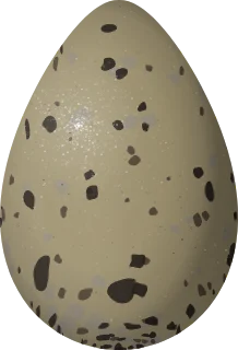 American Avocet egg, 49.8 × 34 mm