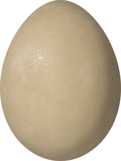 Illustration of an American Bittern (Botaurus lentiginosus) egg, 48.6 × 36.6 mm