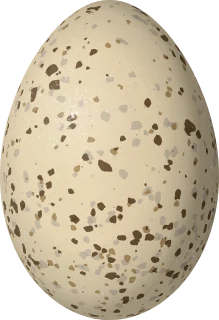 American Coot egg, 49 × 33.5 mm