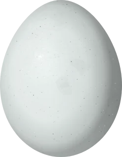 American Goshawk egg, 58 × 45 mm