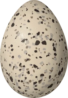 American Oystercatcher egg, 55.7 × 38.7 mm