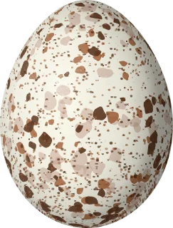 American Redstart egg, 16.2 × 12.3 mm