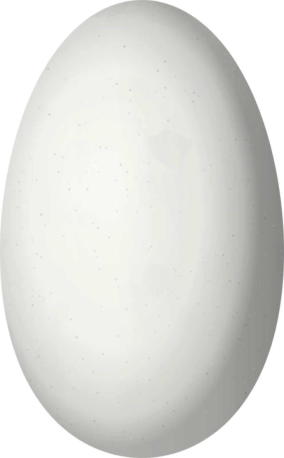 Illustration of an Amethyst-throated Sunangel (Heliangelus amethysticollis) egg, 14.2 × 8.8 mm