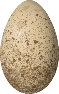 Illustration of an Ancient Murrelet (Synthliboramphus antiquus) egg, 61.1 × 38.6 mm