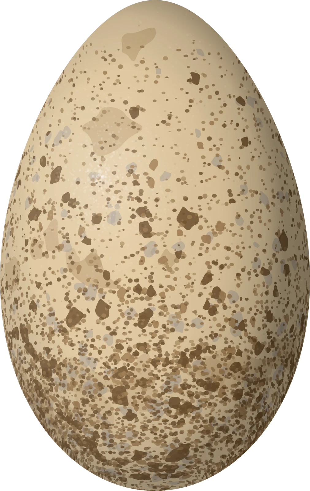 Illustration of an Ancient Murrelet (Synthliboramphus antiquus) egg, 61.1 × 38.6 mm