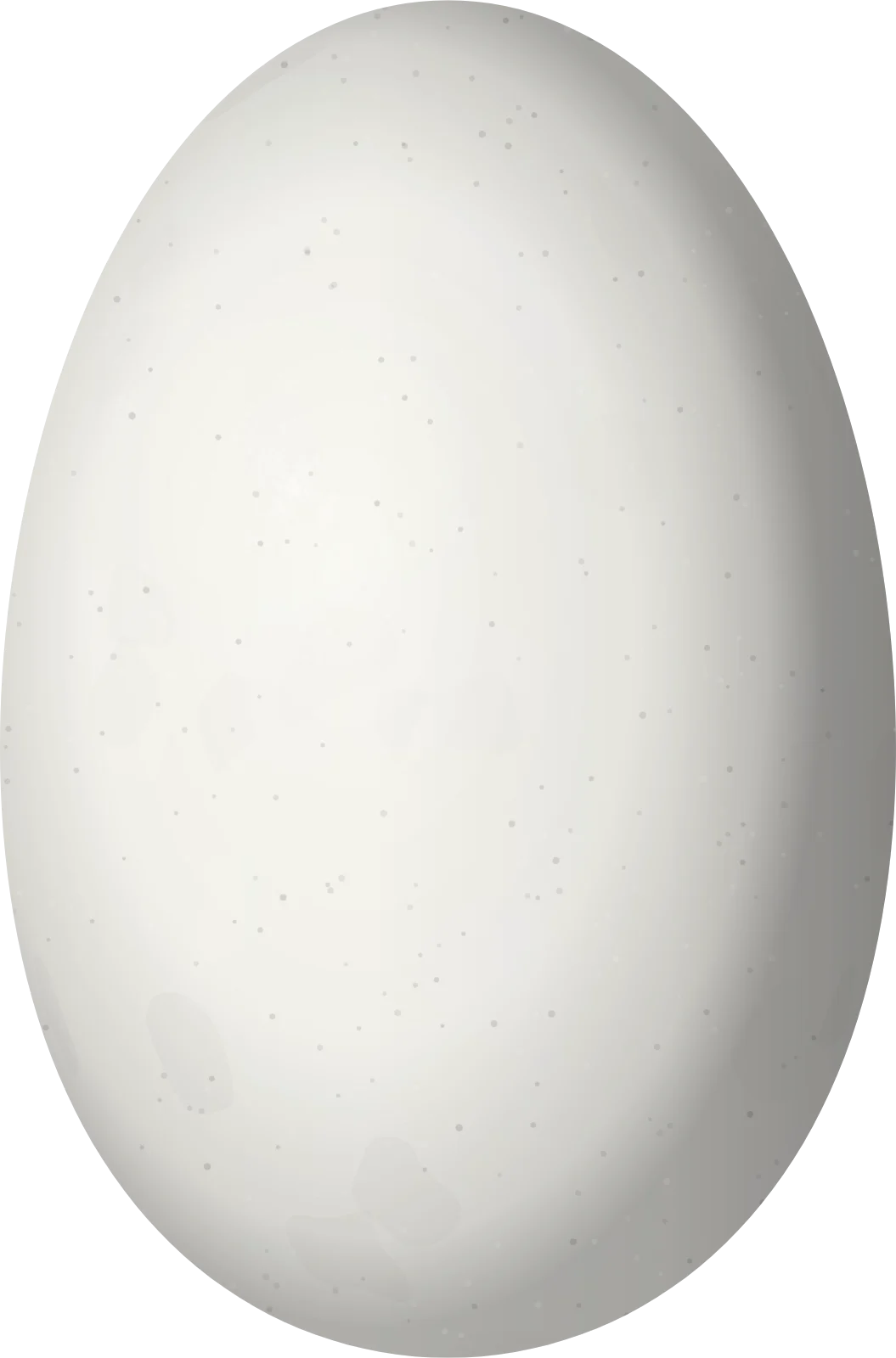 Illustration of an Andean Emerald (Uranomitra franciae) egg, 13.5 × 8.9 mm