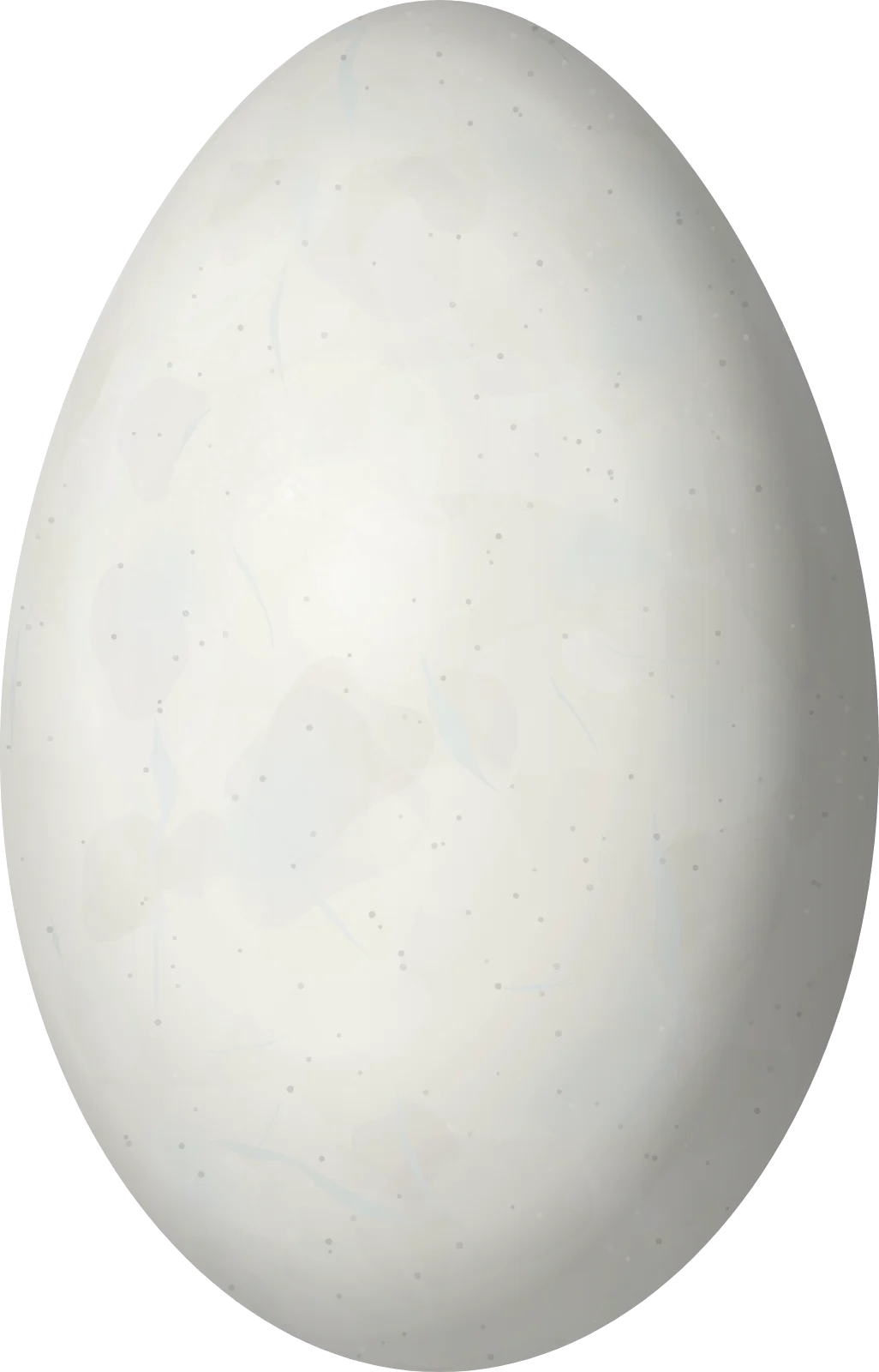 Illustration of an Andean Flamingo (Phoenicoparrus andinus) egg, 84.7 × 54.3 mm