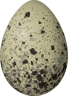 Illustration of an Andean Gull (Chroicocephalus serranus) egg, 60.5 × 43 mm