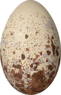 Illustration of an Andean Ibis (Theristicus branickii) egg, 67.7 × 43.1 mm