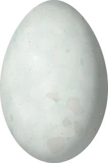 Anhinga egg, 52.5 × 35 mm