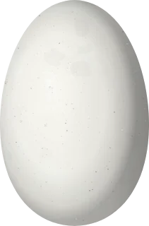 Illustration of an Anna's Hummingbird (Calypte anna) egg, 13.29 × 8.76 mm