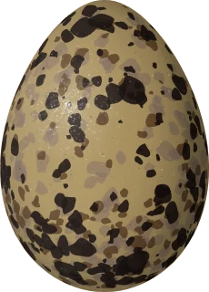 Illustration of an Arctic Tern (Sterna paradisaea) egg, 41 × 29.5 mm