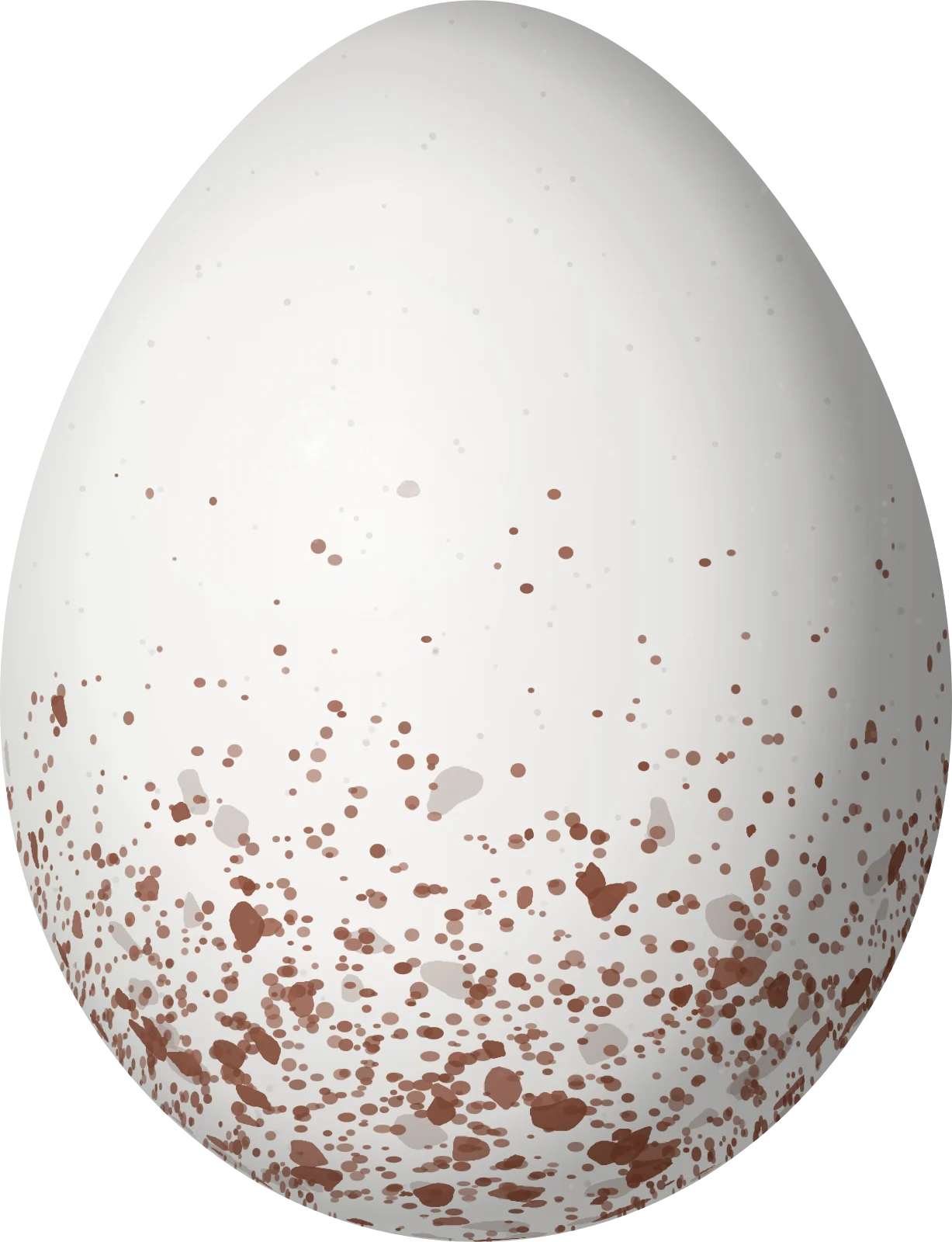 Illustration of an Arctic Warbler (Phylloscopus borealis) egg, 16.34 × 12.53 mm