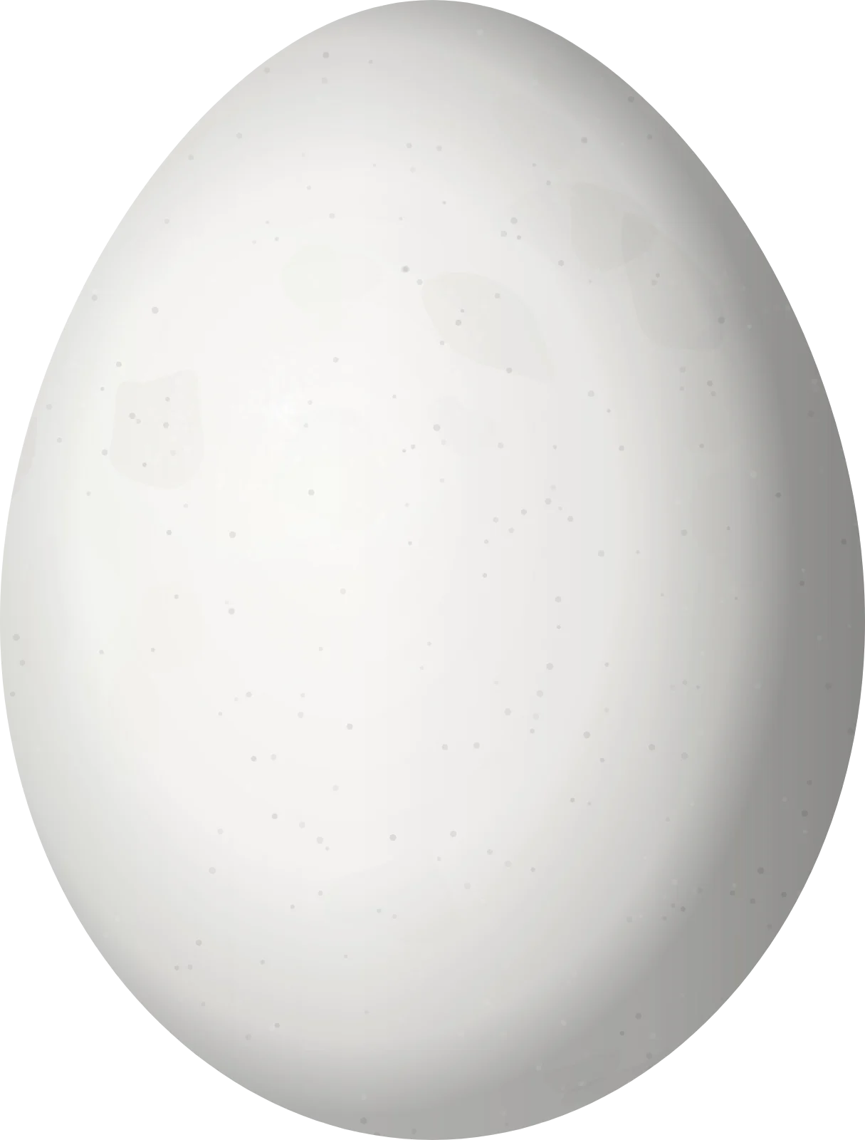 Illustration of an Arizona Woodpecker (Dryobates arizonae) egg, 22.82 × 17.33 mm