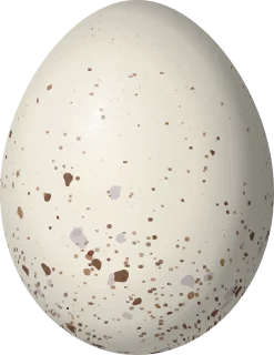 Illustration of an Ash-throated Crake (Mustelirallus albicollis) egg, 33.17 × 25.62 mm