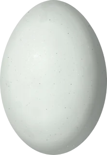 Illustration of an Atitlan Grebe (Podilymbus gigas) egg, 43.4 × 30 mm