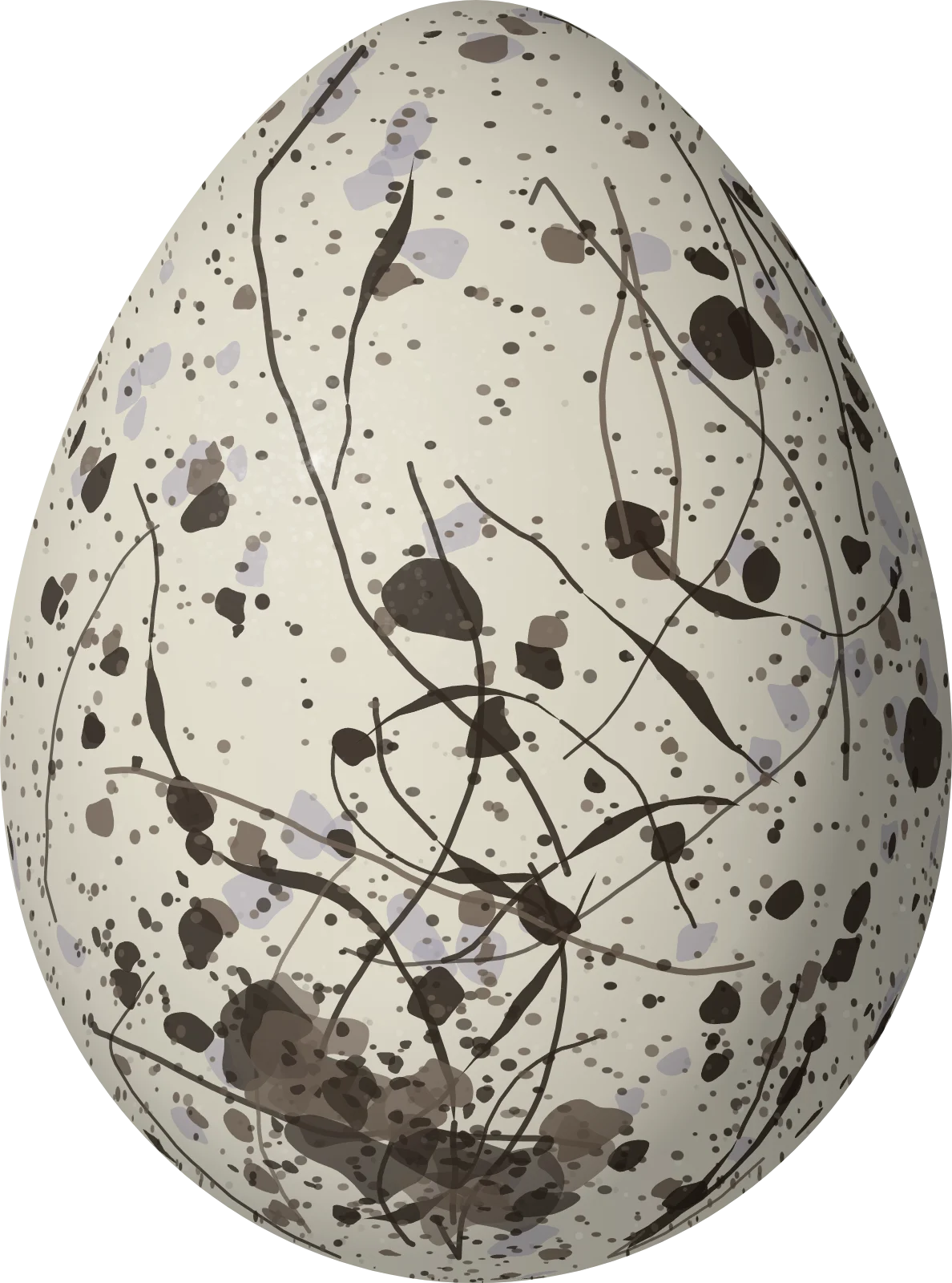 Illustration of an Atlantic White Tern (Gygis alba) egg, 43.9 × 32.6 mm