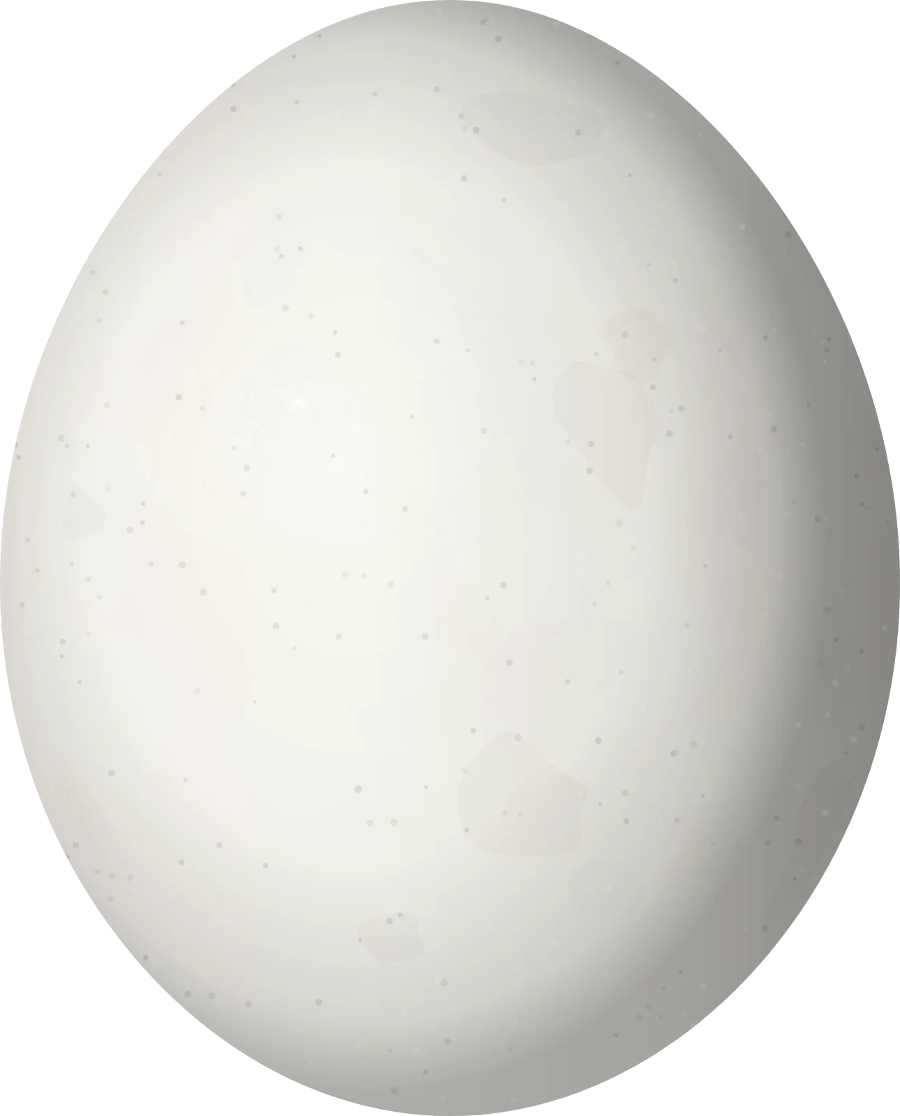 Illustration of an Austral Parakeet (Enicognathus ferrugineus) egg, 31 × 25 mm