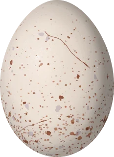 Illustration of an Austral Rail (Rallus antarcticus) egg, 42.8 × 31.1 mm