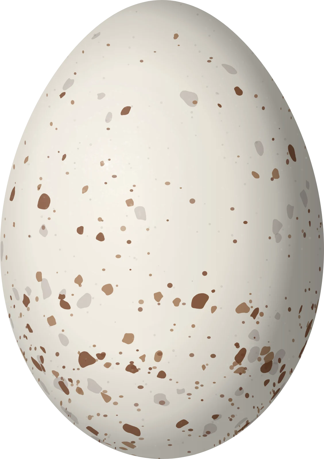 Illustration of an Aztec Rail (Rallus tenuirostris) egg, 42.5 × 30 mm