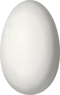 Illustration of an Azure-crowned Hummingbird (Saucerottia cyanocephala) egg, 14.4 × 9.1 mm
