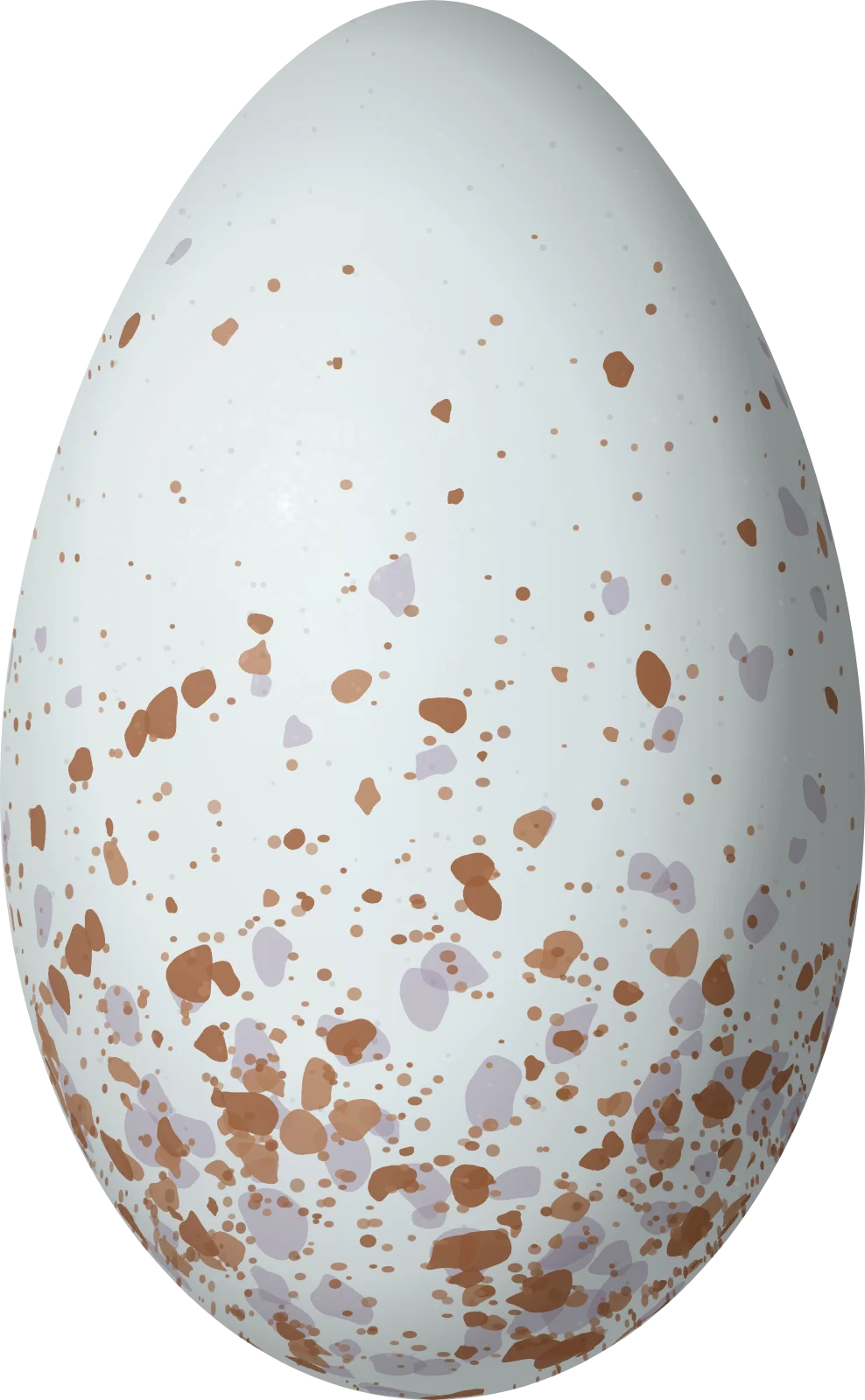 Illustration of a Banded Cotinga (Cotinga maculata) egg, 34 × 21 mm