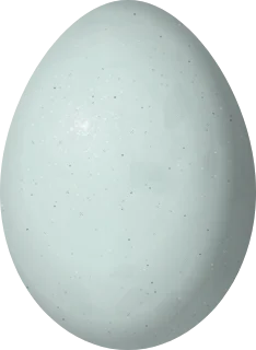 Illustration of a Bare-faced Ibis (Phimosus infuscatus) egg, 47.4 × 34.6 mm