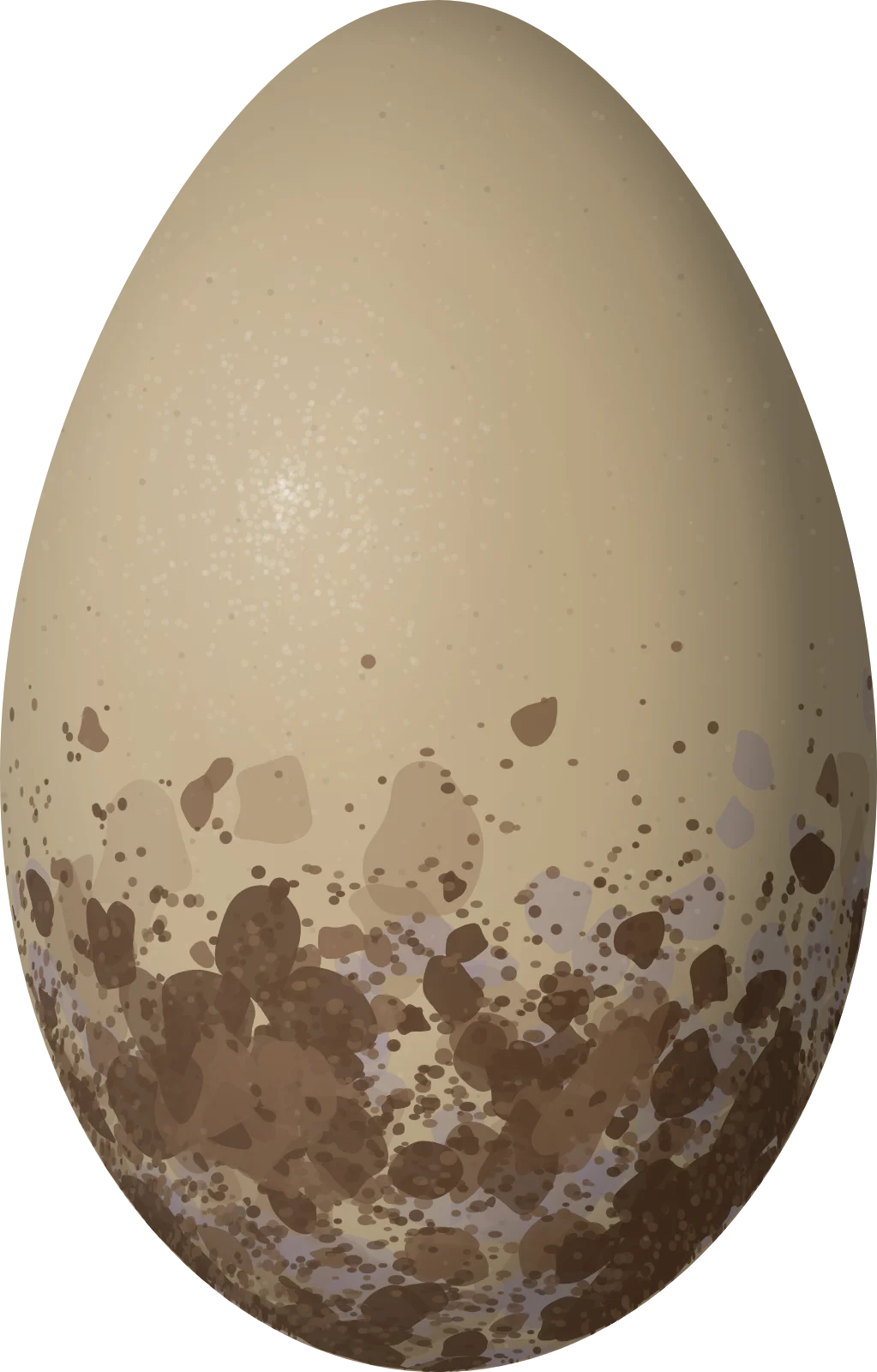Illustration of a Bare-necked Umbrellabird (Cephalopterus glabricollis) egg, 56 × 35.8 mm