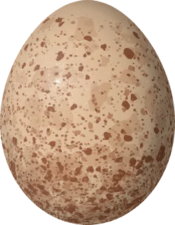Illustration of a Bat Falcon (Falco rufigularis) egg, 40.8 × 31.81 mm