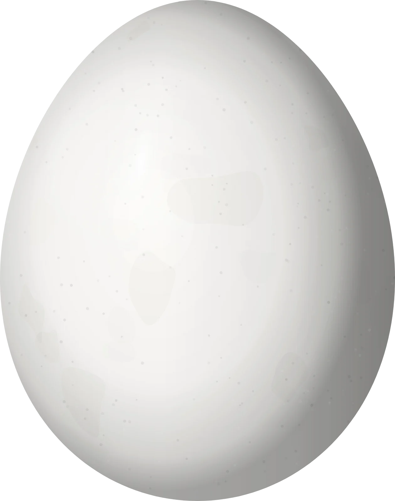 Illustration of a Belted Kingfisher (Megaceryle alcyon) egg, 33.9 × 26.7 mm