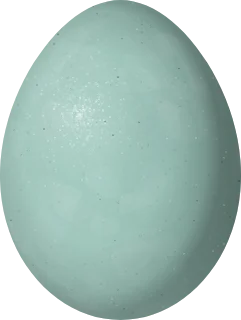 Black-billed Cuckoo egg, 27.23 × 20.53 mm