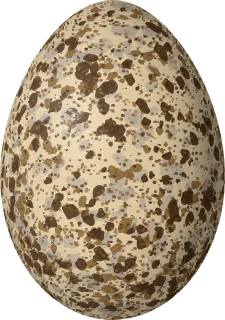 Black-billed Magpie egg, 32.54 × 22.86 mm