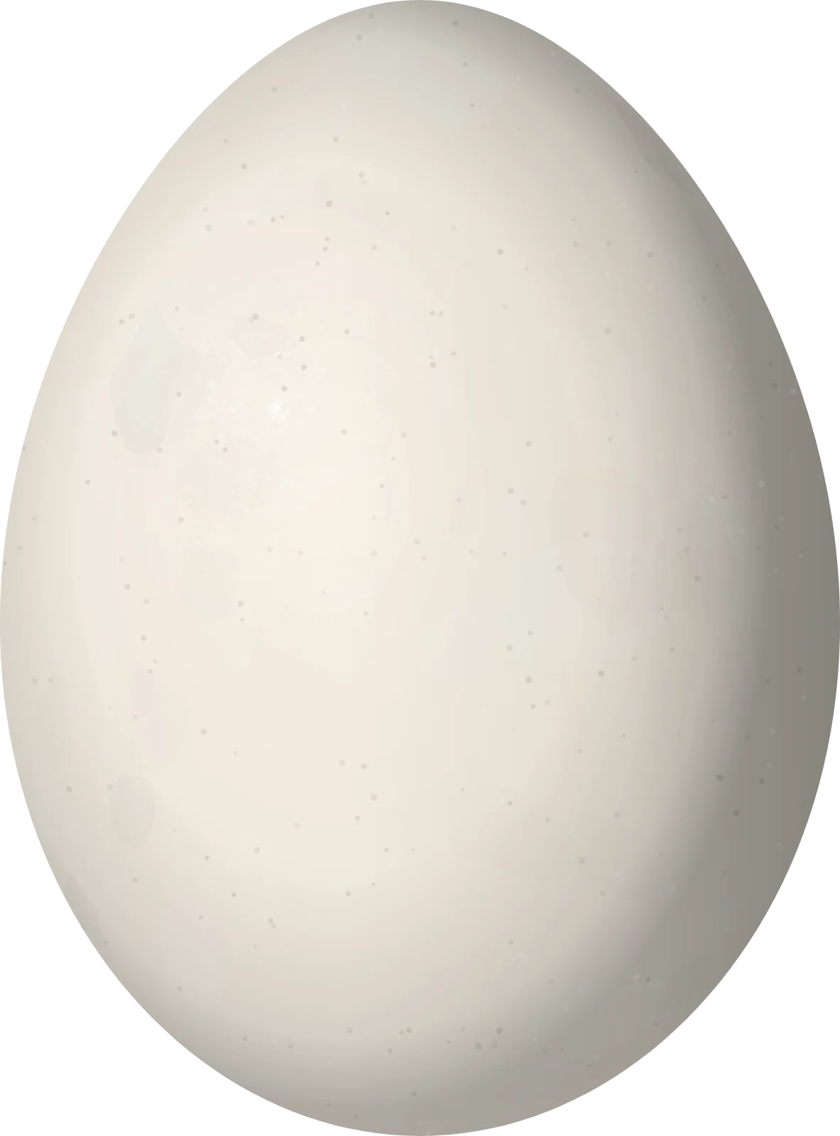 Illustration of a Black-capped Petrel (Pterodroma hasitata) egg, 62.2 × 46 mm